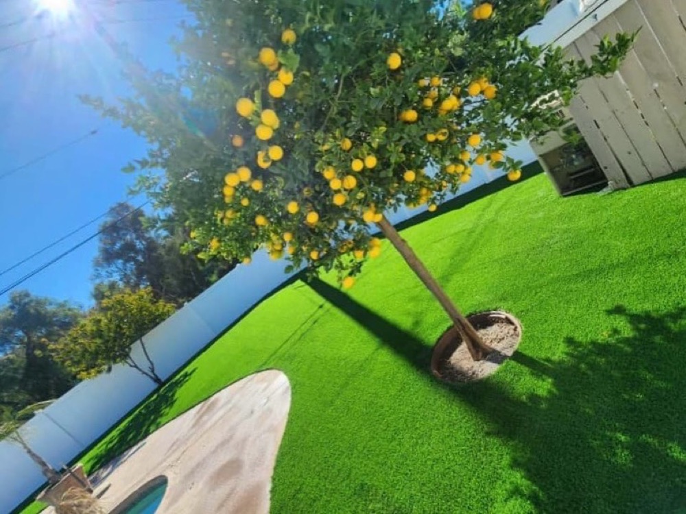 Bright artificial turf lawn with a potted lemon tree beside a pool